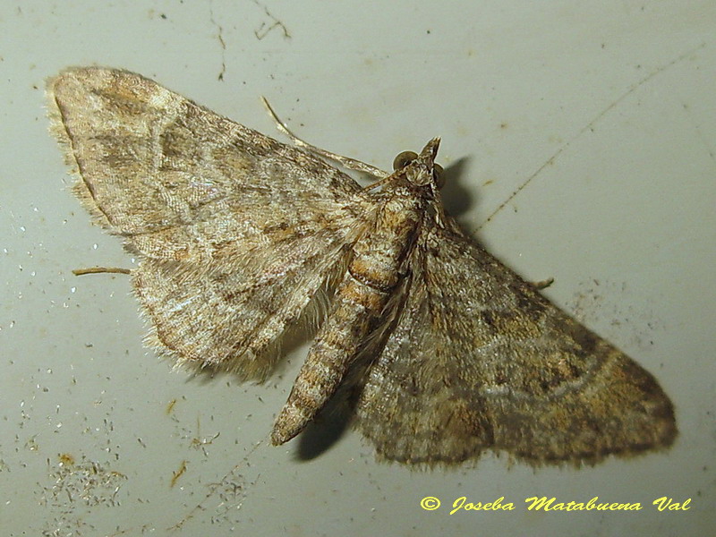 Eupithecia sp. (Geometridae) 5 - Gymnoscelis rufifasciata